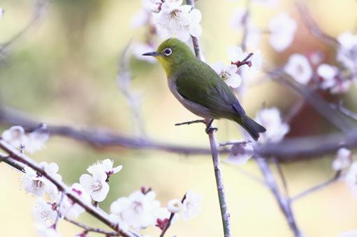 美しい背景と梅の花とメジロ 美しい背景と梅の花とメジロ 鳥,メジロ,花の写真素材
