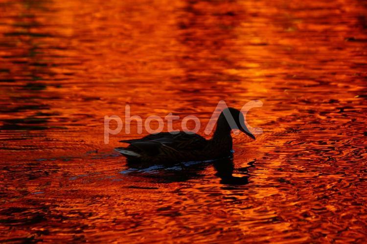 もゆるカルガモのシルエット 湖,赤,紅葉の写真素材
