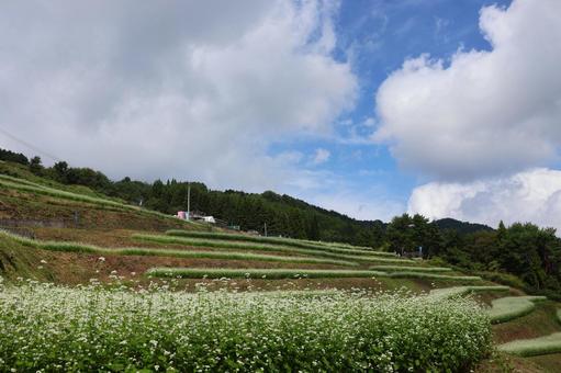 ９月下旬のまんのう町島ヶ峰の天空のソバ畑の写真