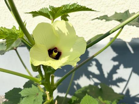 オクラの花 オクラ,野菜,夏野菜の写真素材