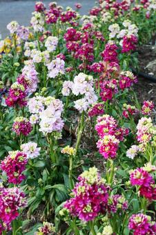 ストック Stock ストック Stock 風景マクロ,ストック,草花の写真素材