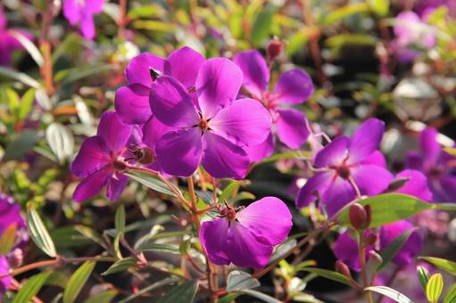 Photo, sicono button, flowers and trees, conical inflorescence, 
