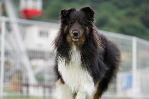 シェルティのポートレート 犬,シェルティ,シェットランドシープドッグの写真素材