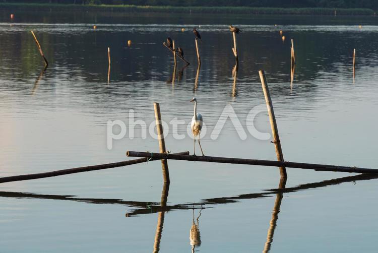杭の上で辺りを見回すダイサギ ダイサギ,鷺,野鳥の写真素材