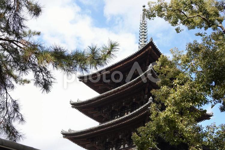 奈良　興福寺五重塔を見上げる 奈良,旅行,観光の写真素材