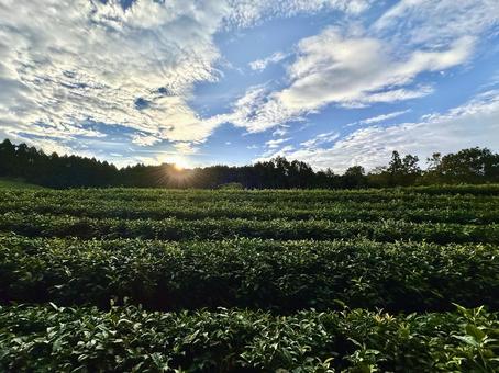 朝日と茶葉 朝日と茶葉 茶畑,お茶,朝の写真素材
