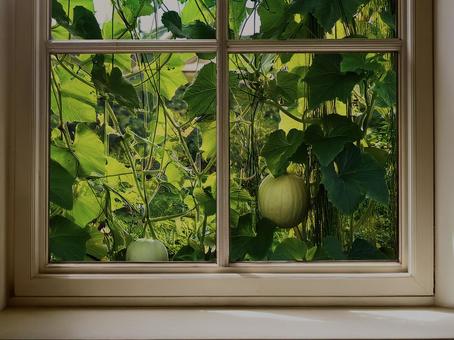 緑のカーテンAS_000033 緑のカーテンAS_000033の写真