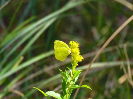 黄色い花に留まるキチョウ 黄色い花に留まるキチョウ キチョウ,昆虫,生物の写真素材