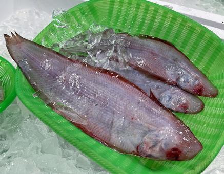 アカシタビラメ イヌノシタ 魚 アカシタビラメ イヌノシタ 魚 アカシタビラメ,イヌノシタ,魚の写真素材