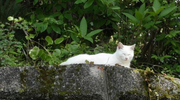 目をつむる猫 目をつむる猫の写真