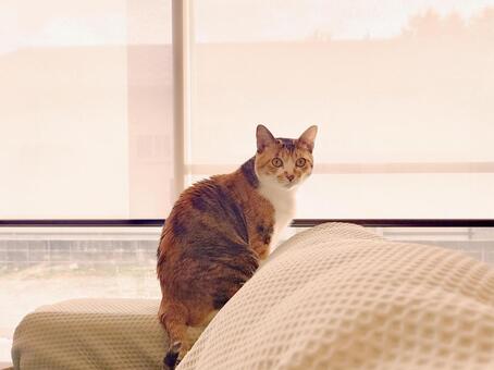 ソファの上の猫（セピア調） 猫,三毛猫,ねこの写真素材