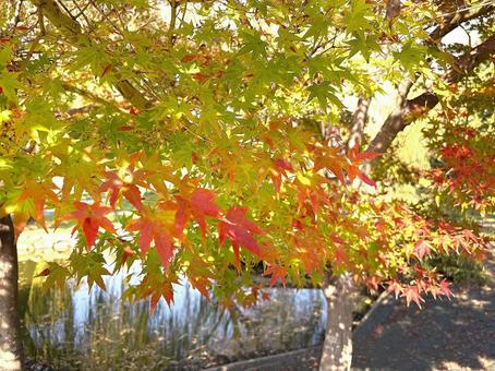 紅葉 紅葉,秋,もみじの写真素材