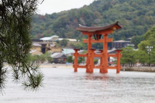 松と宮島の大鳥居 松と宮島の大鳥居の写真