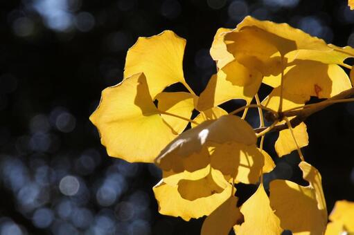 イチョウ・銀杏　マクロ イチョウ,落葉高木,扇形葉の写真素材