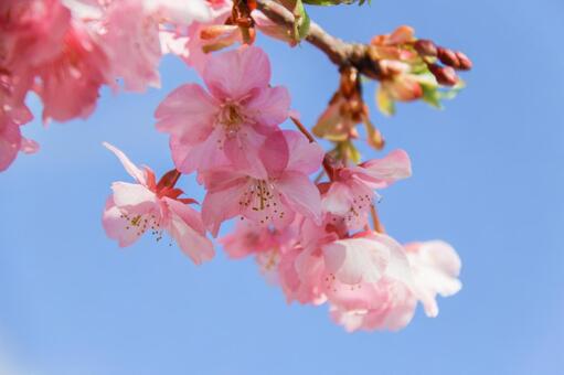 青空に映える満開の河津桜のアップ 桜,河津桜,春の写真素材