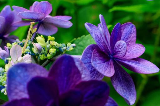 Hydrangea, JPG Hydrangea, JPG