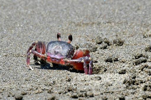 Photo, snagani, crab, sand, 