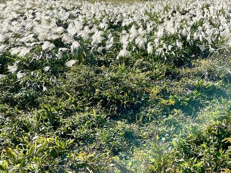 ススキの野原 ススキ,野原,植物の写真素材