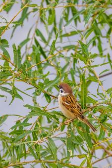 スズメの若鳥(62) 鳥,スズメ,若鳥の写真素材