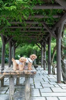 夏の公園で散歩するトイプードル 夏の公園で散歩するトイプードルの写真