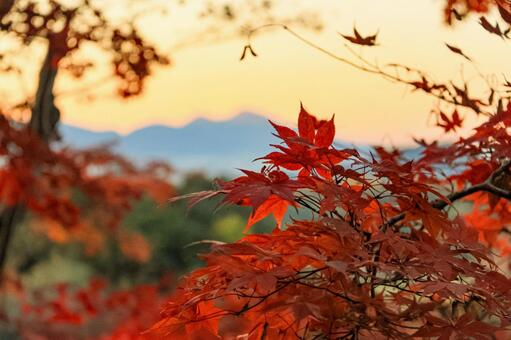 岡寺 岡寺,紅葉,もみじの写真素材