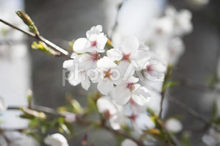 桜（ソメイヨシノ） 桜,ソメイヨシノ,サクラの写真素材