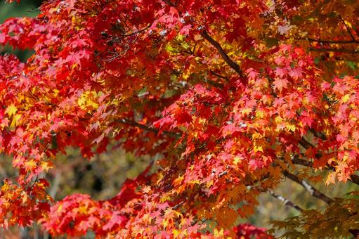 真っ赤に染まるモミジアオイ 紅葉,もみじ,秋の写真素材