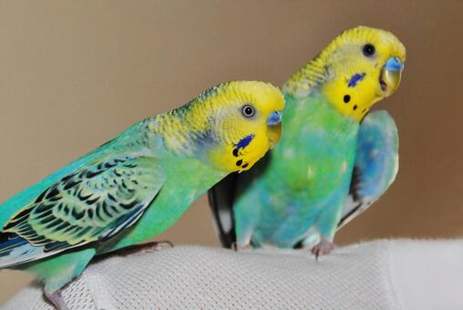 なかよしセキセイインコ セキセイインコ,インコ,鳥の写真素材