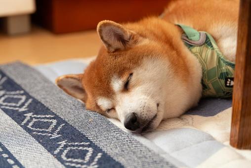 テーブルの陰で気持ち良さそうに眠る柴犬 テーブルの陰で気持ち良さそうに眠る柴犬 柴犬,日本犬,和犬の写真素材