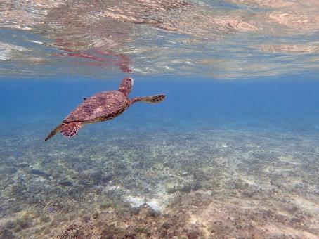 ウミガメ、海亀 ウミガメ,亀,海亀の写真素材