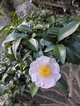 サザンカの写真