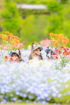 シェルティ シェルティ 犬,シェルティ,ペットの写真素材