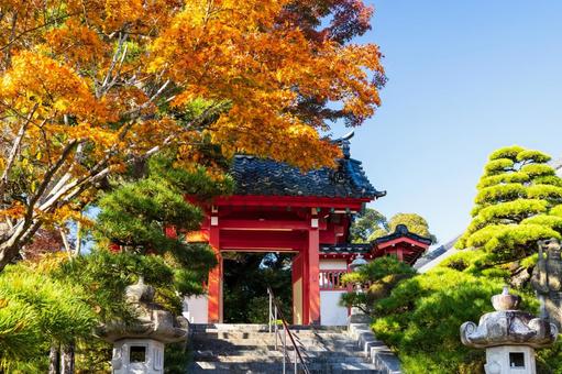 称名寺の紅葉⑹ 秋,紅葉,称名寺の写真素材