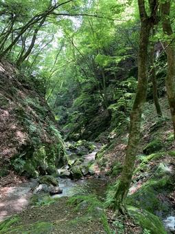 深い緑に包まれた渓流と森の奥行き 渓流,森,森林の写真素材
