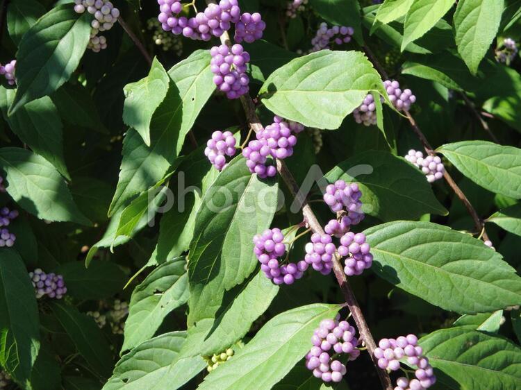 木の実 木の実,花,植物の写真素材