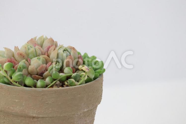 多肉植物の寄せ植え　エケベリア等正面 多肉植物,エケベリア,グリーンネックレスの写真素材