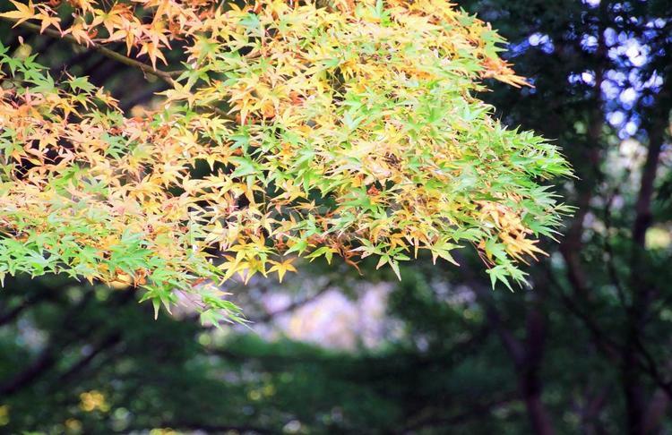 淡いもみじの紅葉 紅葉,もみじ,イロハモミジの写真素材