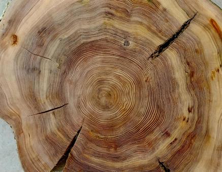 木の断面図・年輪のアップ2 木材,ねんりん,木目の写真素材