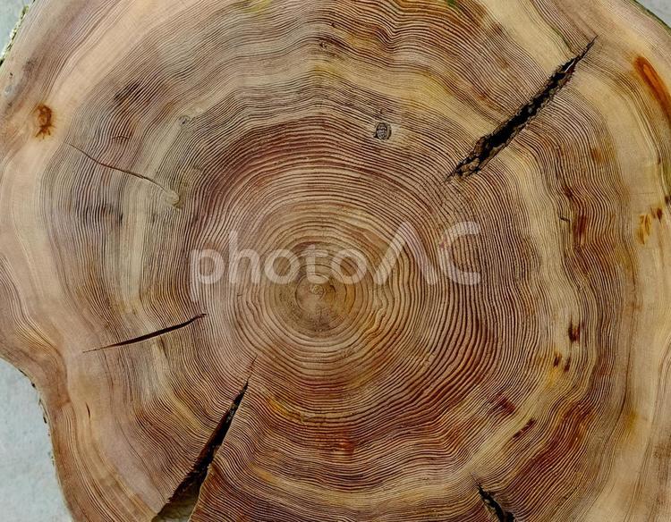 木の断面図・年輪のアップ2 木材,ねんりん,木目の写真素材