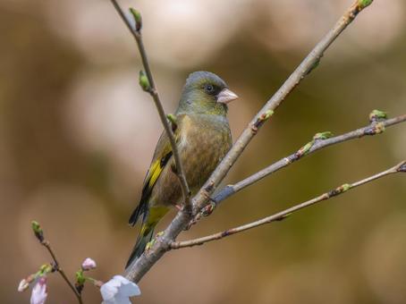 枝にとまるカワラヒワ 枝にとまるカワラヒワ カワラヒワ,野鳥,鳥の写真素材