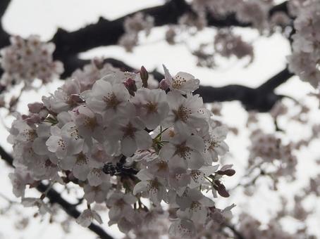 桜 桜の写真