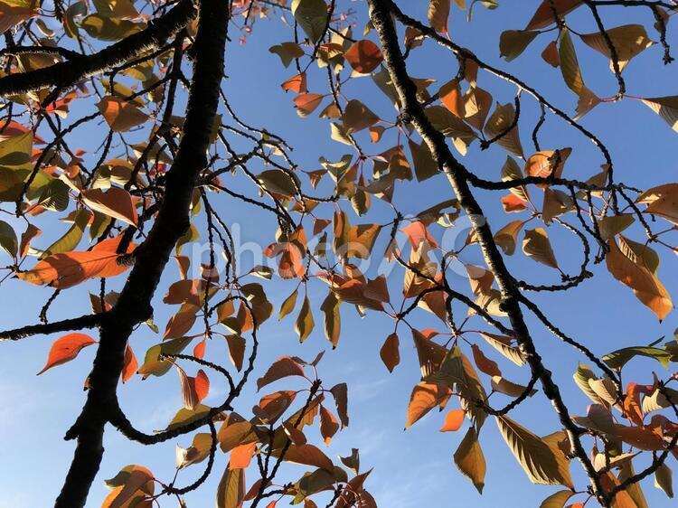 公園の桜の紅葉 葉,木,秋の写真素材