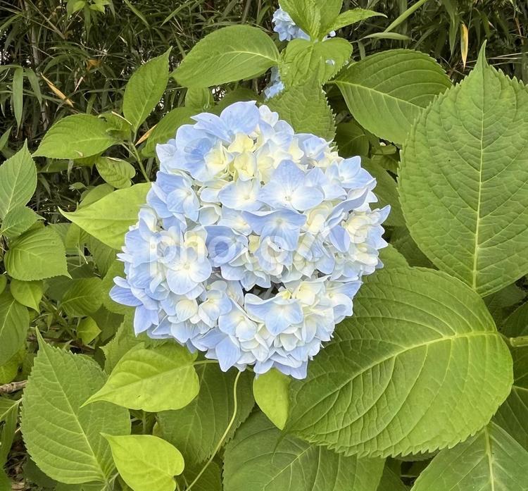 淡い青の紫陽花 あじさい,アジサイ,紫陽花の写真素材
