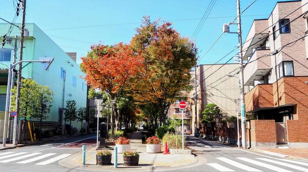 東京の紅葉・葛西親水四季の道(江戸川区) 東京の紅葉・葛西親水四季の道(江戸川区) 秋,葛西親水四季の道,紅葉の写真素材