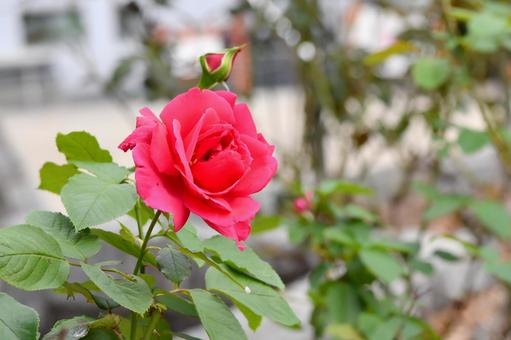 ピンク色の薔薇 ピンク色の薔薇の写真