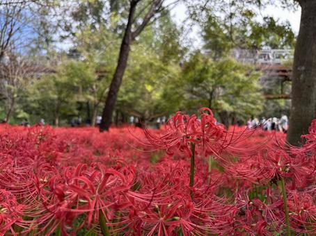 巾着田曼珠沙華公園。 巾着田曼珠沙華公園。の写真