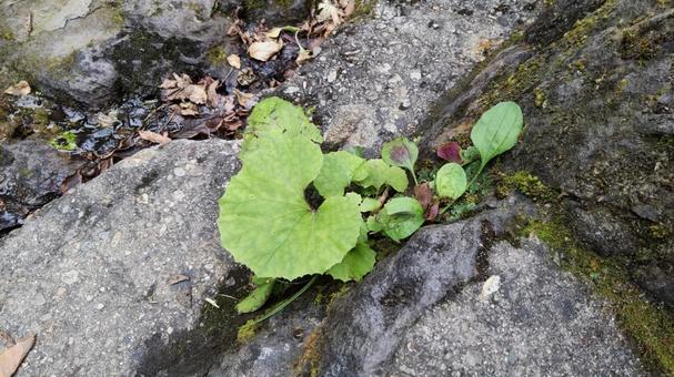 蕗の葉 蕗,フキ,渓流の写真素材