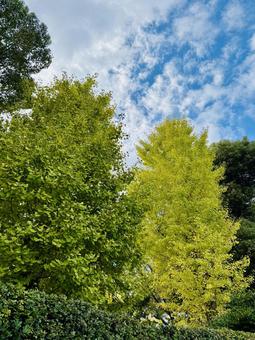 美しい青空と木、コピースペース 枝,木,青空の写真素材