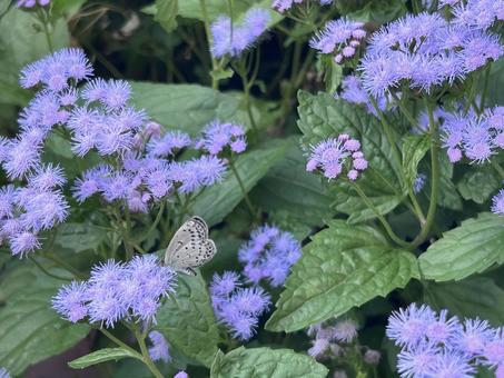 花とチョウ 花とチョウの写真