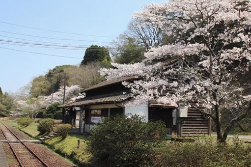 Photo, ohata station, line, cherry blossoms, 